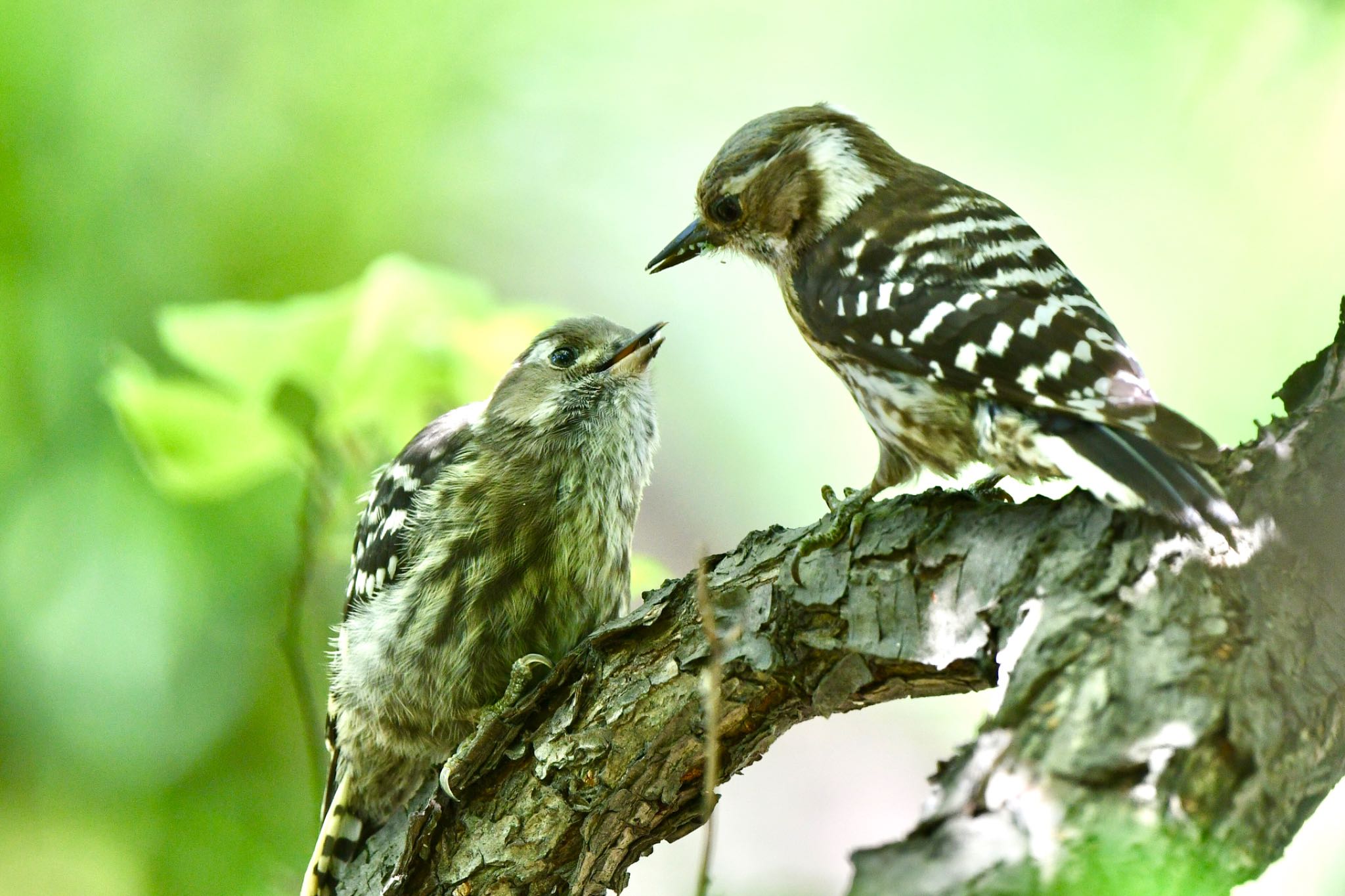 Photo of Japanese Pygmy Woodpecker at 舞鶴公園 by にょろちょろ