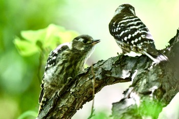 Japanese Pygmy Woodpecker 舞鶴公園 Wed, 5/10/2023