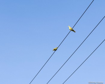 White-bellied Green Pigeon 竹富島 Wed, 12/21/2022