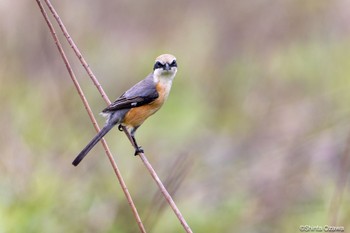 モズ 山口県立きらら浜自然観察公園 2023年3月24日(金)