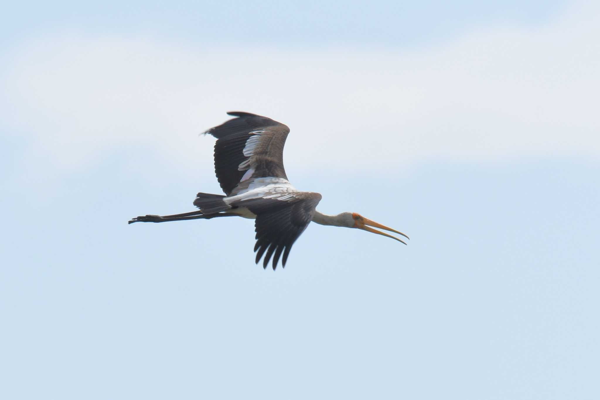 Photo of Painted Stork at タイ by あひる