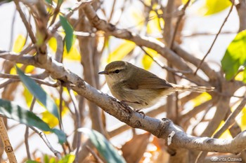 ウグイス 秋ヶ瀬公園(ピクニックの森) 2023年2月27日(月)