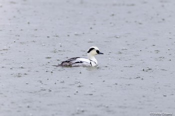 ミコアイサ 湖山池(鳥取市) 2023年4月7日(金)