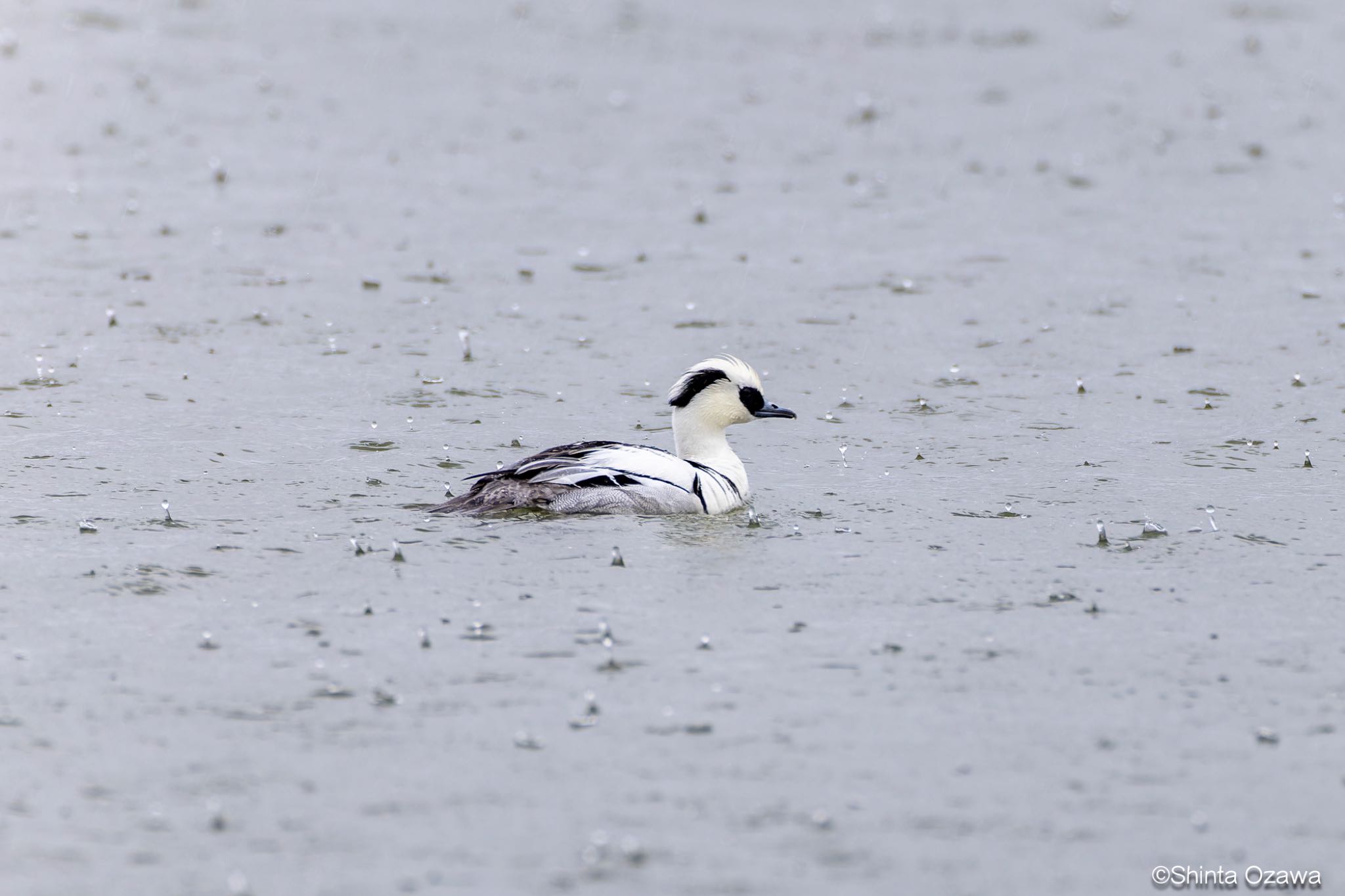 Photo of Smew at 湖山池(鳥取市) by SNT