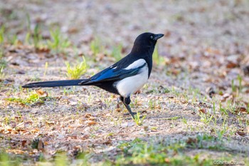 Eurasian Magpie 韓国 Thu, 4/27/2023