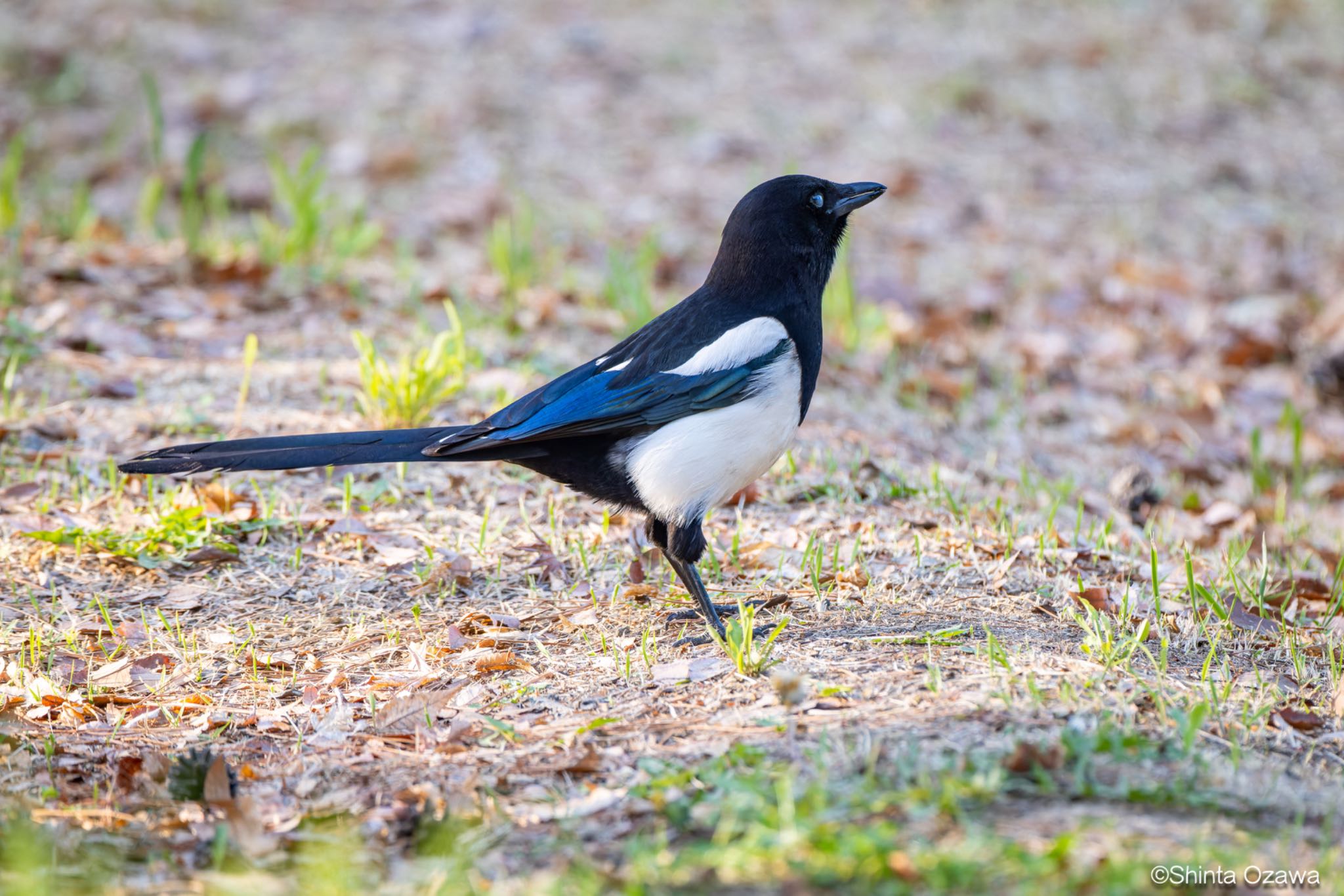 Photo of Eurasian Magpie at 韓国 by SNT