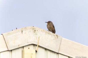 Blue Rock Thrush 斐伊川河口 Fri, 4/7/2023