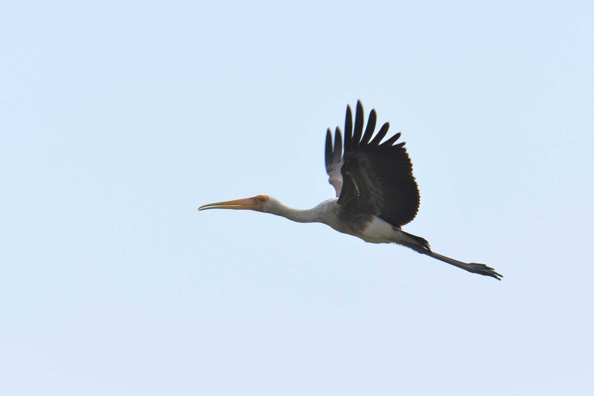 Photo of Painted Stork at タイ by あひる