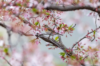 アトリ 出雲大社 2023年4月7日(金)