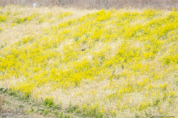 コミミズク 荒川河川敷 2023年3月5日(日)