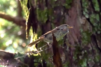 Japanese Bush Warbler 京都府立植物園 Sun, 6/24/2018