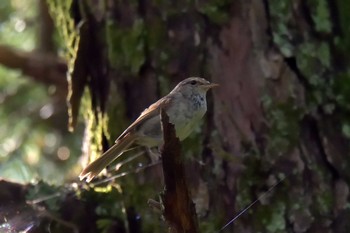 Japanese Bush Warbler 京都府立植物園 Sun, 6/24/2018