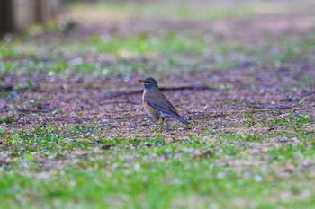 Eyebrowed Thrush 札幌 Sun, 5/7/2023