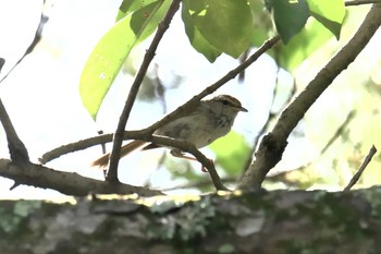 Japanese Bush Warbler 京都府立植物園 Sun, 6/24/2018