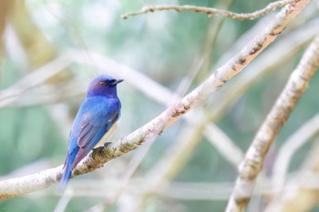 Blue-and-white Flycatcher Hayatogawa Forest Road Sun, 5/8/2022