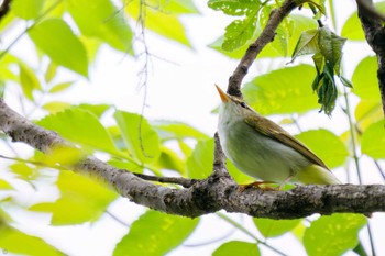 Eastern Crowned Warbler Hayatogawa Forest Road Sun, 5/8/2022