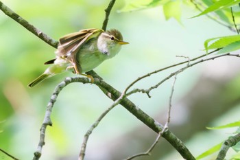 Eastern Crowned Warbler Hayatogawa Forest Road Sun, 5/8/2022