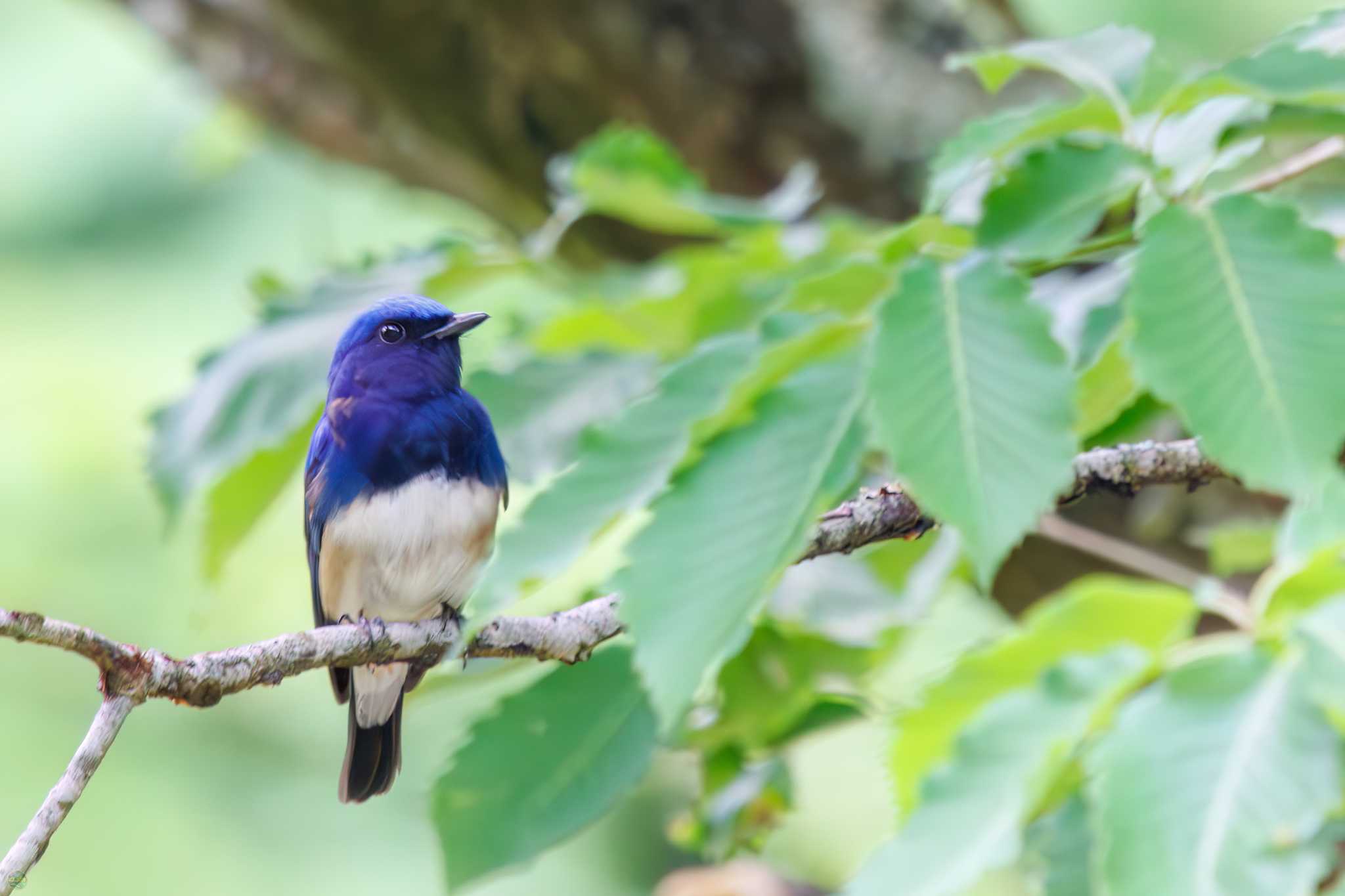 Photo of Blue-and-white Flycatcher at Hayatogawa Forest Road by d3_plus