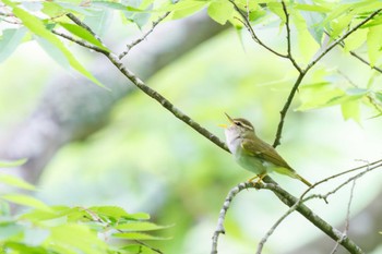 Eastern Crowned Warbler Hayatogawa Forest Road Sun, 5/8/2022