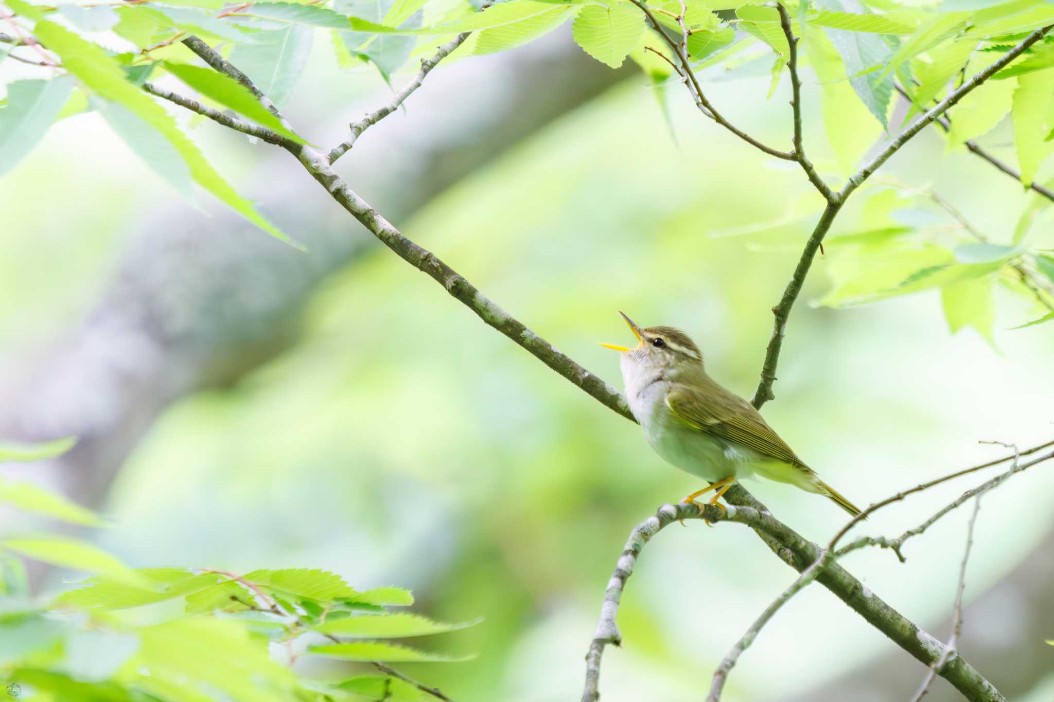 早戸川林道 センダイムシクイの写真 by d3_plus