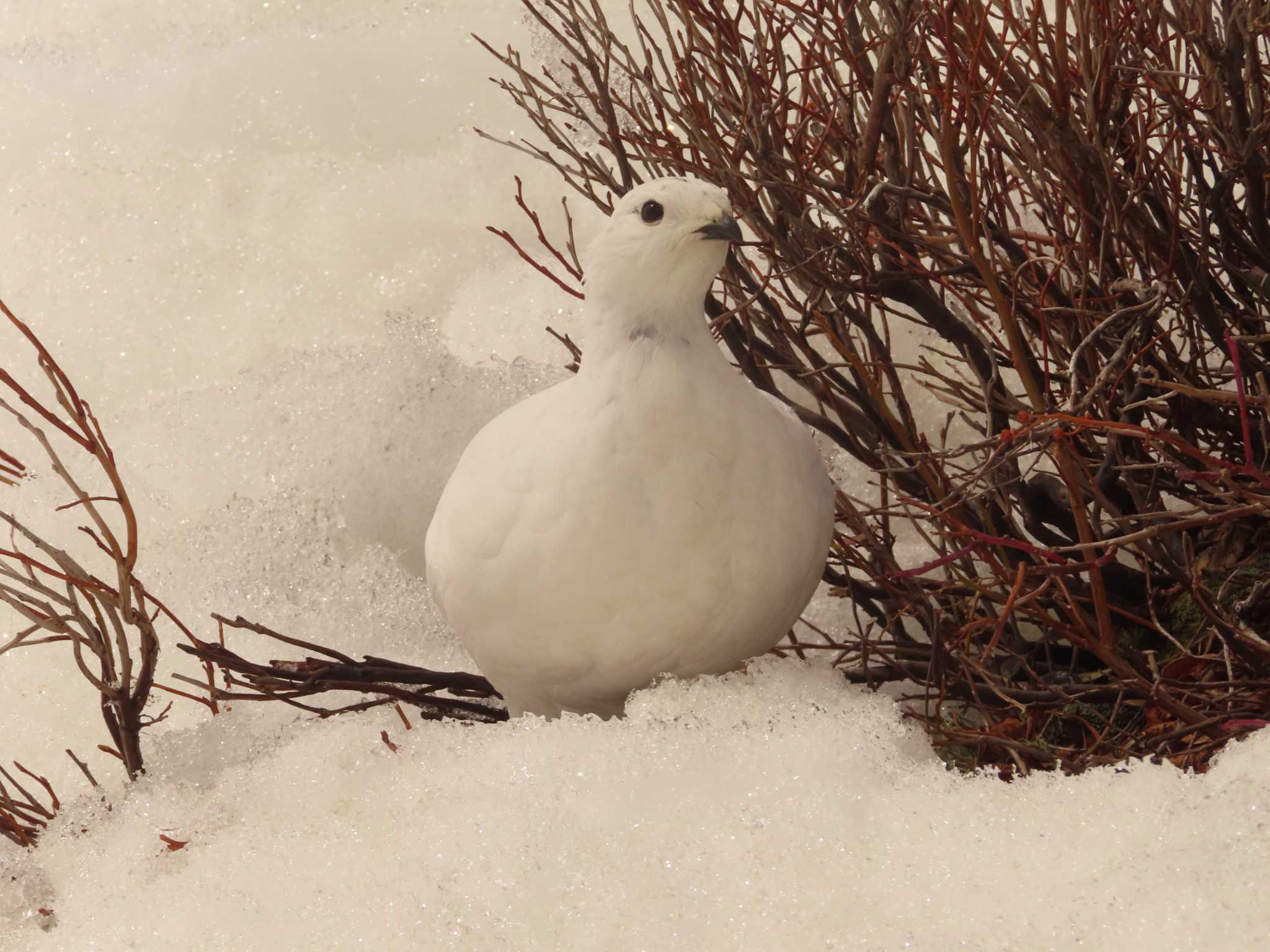 ライチョウ