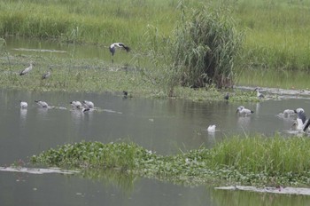 スキハシコウ Van Long Nature Reserve 2023年4月30日(日)