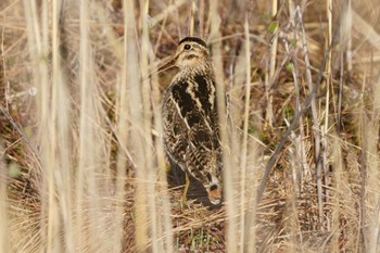 Latham's Snipe Senjogahara Marshland Thu, 5/11/2023