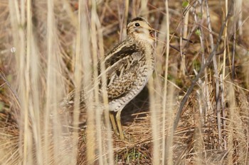 Latham's Snipe Senjogahara Marshland Thu, 5/11/2023