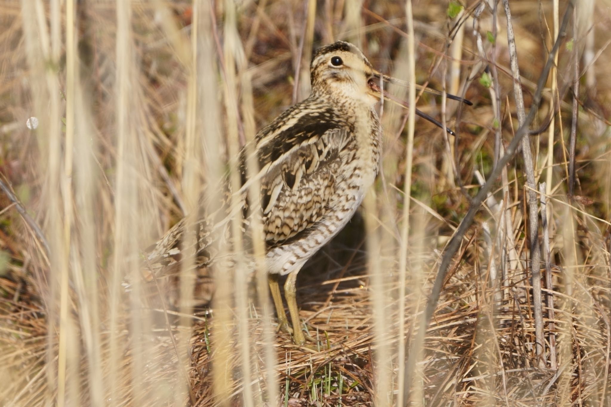 Photo of Latham's Snipe at Senjogahara Marshland by アカウント5227