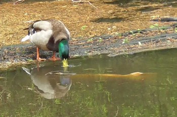 Mallard 航空公園 Fri, 5/12/2023