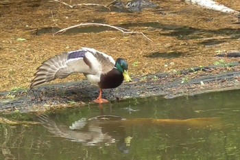 マガモ 航空公園 2023年5月12日(金)