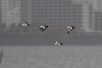 ミヤコドリ ふなばし三番瀬海浜公園 2023年4月22日(土)