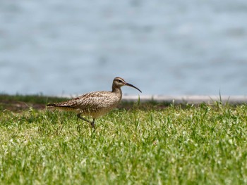 チュウシャクシギ 野島公園 2023年5月11日(木)