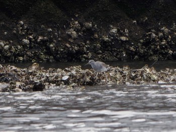 Grey-tailed Tattler 野島公園 Thu, 5/11/2023