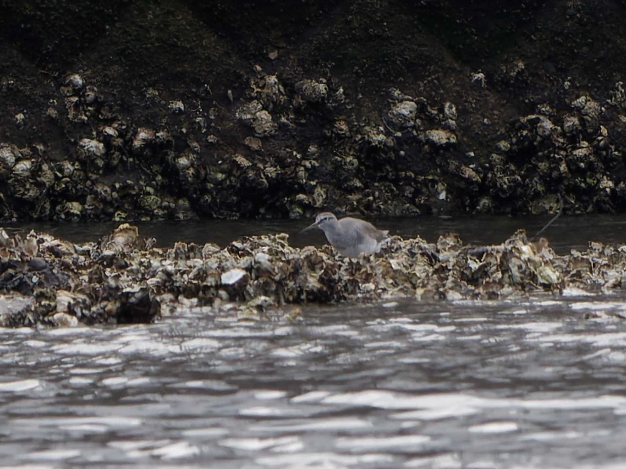 Photo of Grey-tailed Tattler at 野島公園 by 丁稚