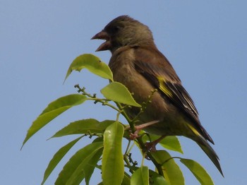 Grey-capped Greenfinch 航空公園 Fri, 5/12/2023