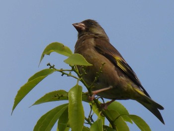 Grey-capped Greenfinch 航空公園 Fri, 5/12/2023