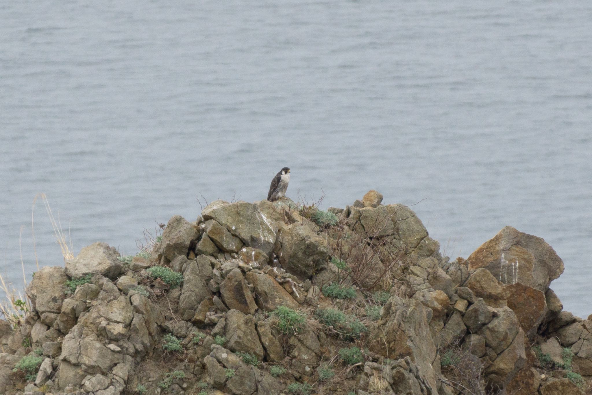 Photo of Peregrine Falcon at 室蘭市 by マルCU