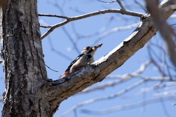 Great Spotted Woodpecker(japonicus) Tomakomai Experimental Forest Tue, 5/2/2023