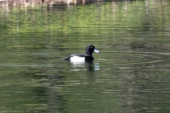 Tufted Duck Tomakomai Experimental Forest Tue, 5/2/2023