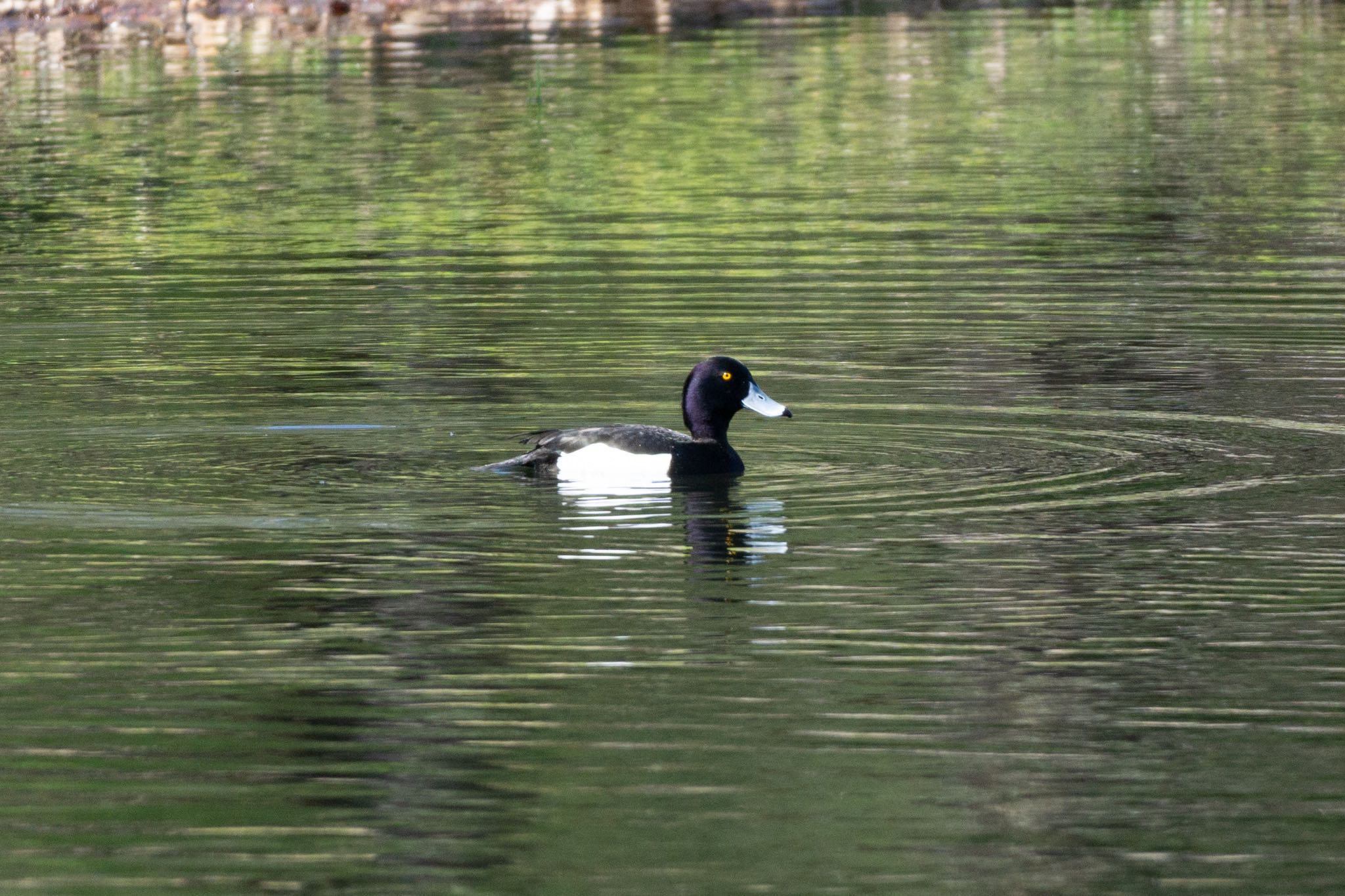 Photo of Tufted Duck at Tomakomai Experimental Forest by マルCU