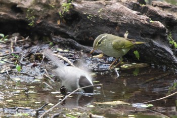 Thu, 5/11/2023 Birding report at Karuizawa wild bird forest