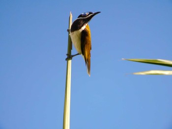 Blue-faced Honeyeater kununura Wed, 4/19/2023