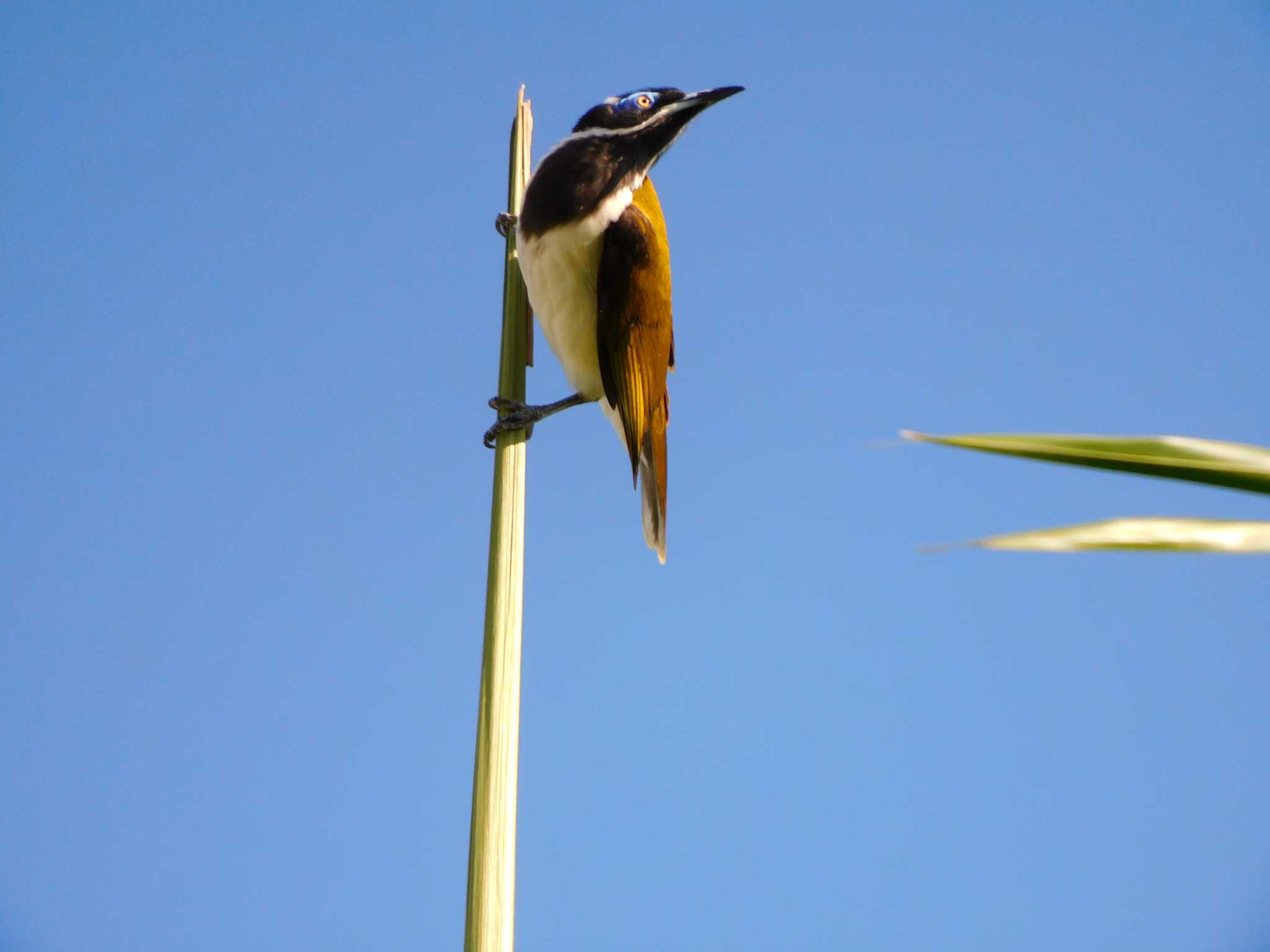 Blue-faced Honeyeater