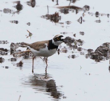 Little Ringed Plover 千葉県 Wed, 4/19/2023