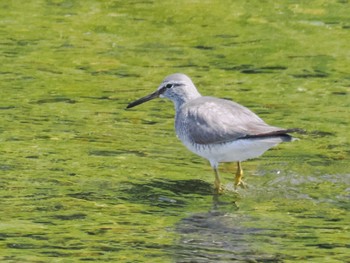 2023年5月12日(金) 浅川の野鳥観察記録