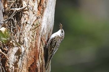 Eurasian Treecreeper 上高地 Wed, 5/10/2023