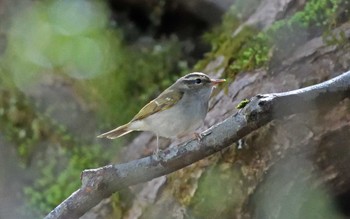 Yellow-browed Warbler 上高地 Wed, 5/10/2023