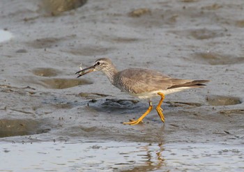 Grey-tailed Tattler 多摩川六郷 Wed, 5/10/2023