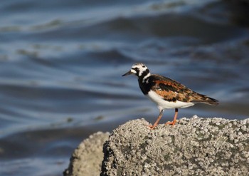 Ruddy Turnstone Tokyo Port Wild Bird Park Tue, 5/9/2023